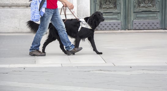 International Guide Dog Day