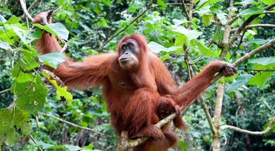 International Orangutan Day