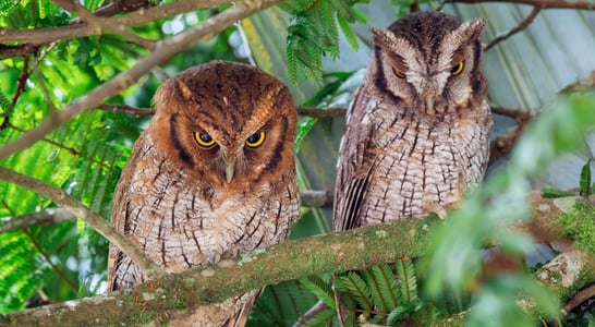 International Owl Awareness Day