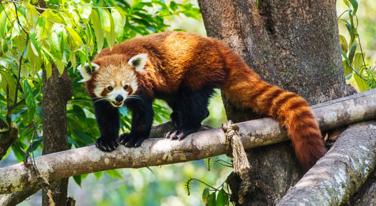 International Red Panda Day