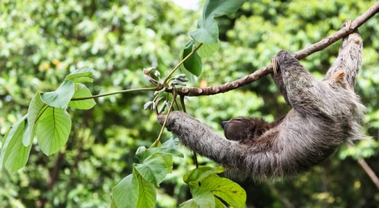 International Sloth Day