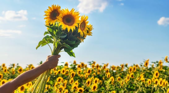 International Sunflower Guerrilla Gardening Day