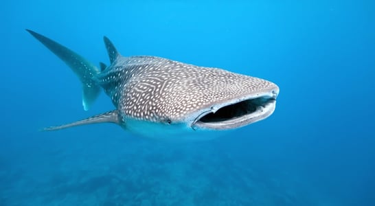 International Whale Shark Day