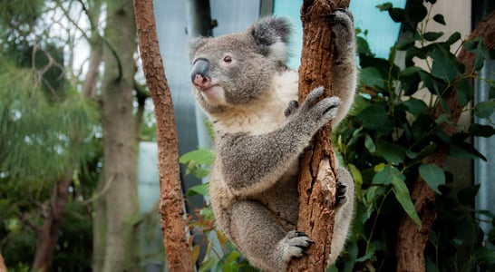 International Wild Koala Day