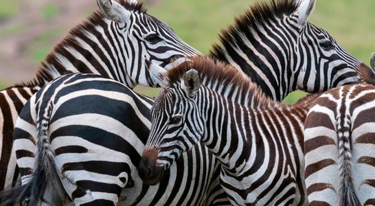 International Zebra Day