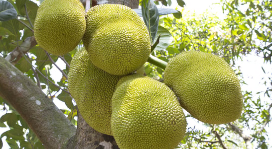 Jackfruit Day