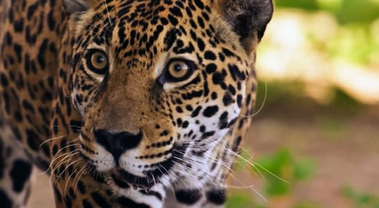 International Jaguar Day