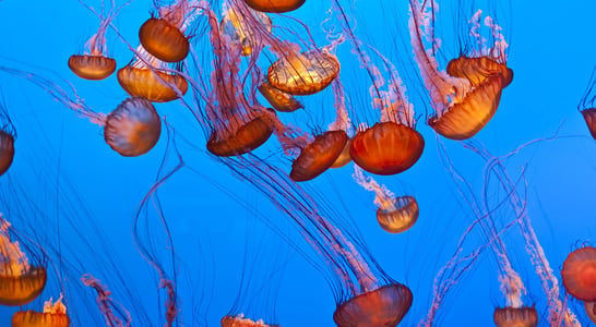 World Jellyfish Day