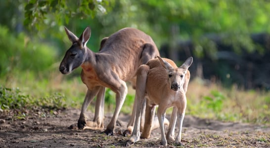 World Kangaroo Day