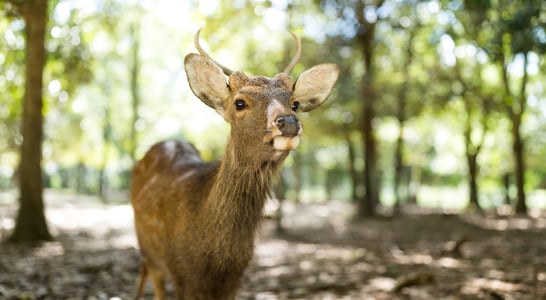 Key Deer Awareness Day