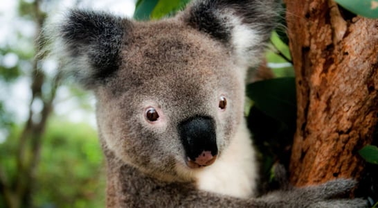 Save the Koala Day