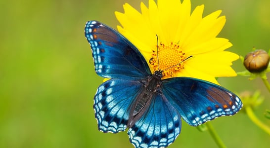 National Learn About Butterflies Day