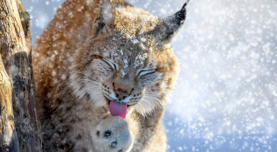 International Lynx Day