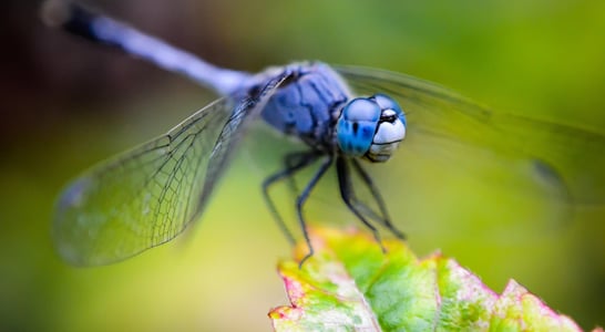 National Dragonfly Day