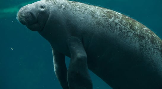 Manatee Awareness Month