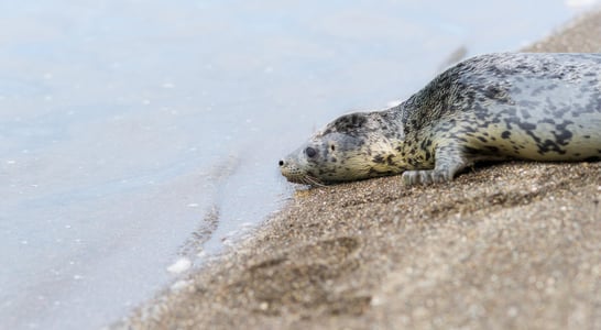 Marine Mammal Rescue Day