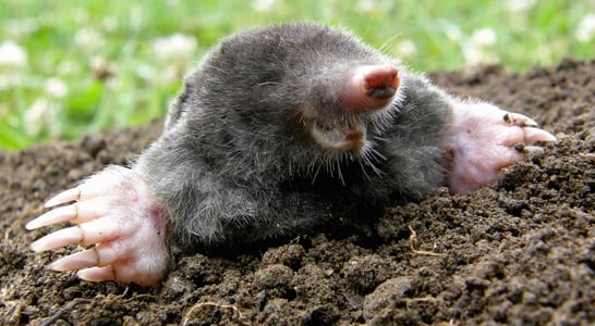 National Mole Day