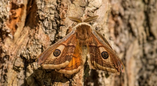 National Moth Week