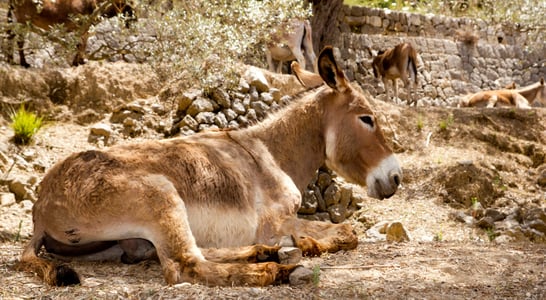 National Mule Day