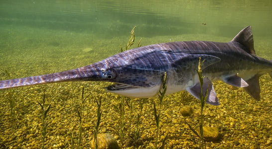 National American Paddlefish Day