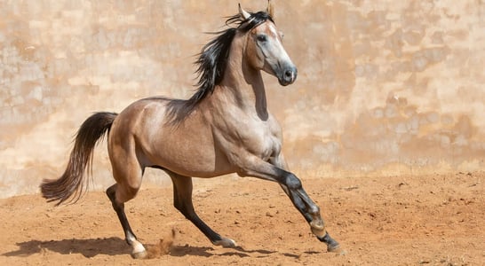 National Arabian Horse Day