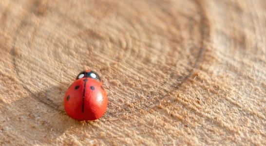 National Gift of the Ladybug Day