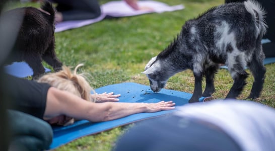 National Goat Yoga Month