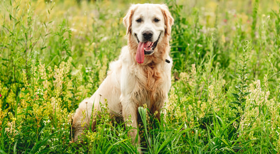 National Golden Retriever Day