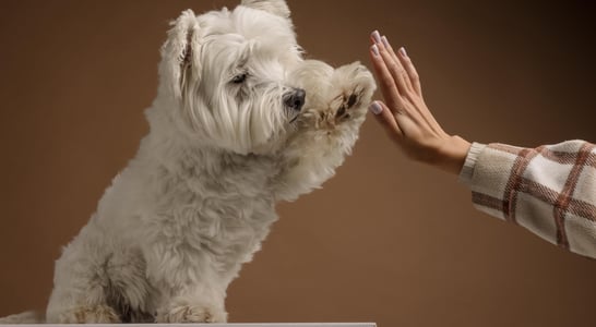 National If Pets Had Thumbs Day