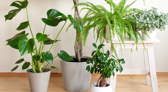 National Indoor Plant Week 