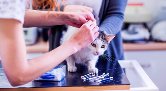 National Microchipping Month