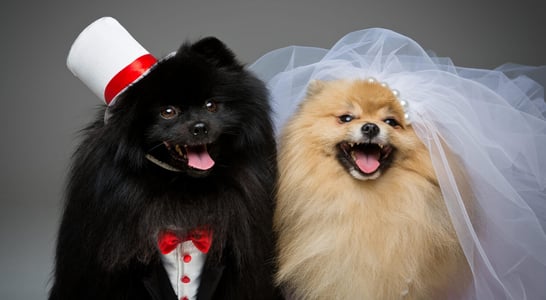 National Pet Wedding Week