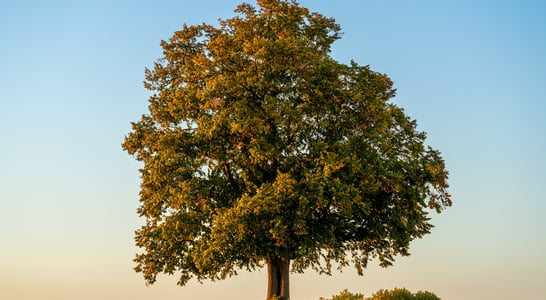 National Tree Day