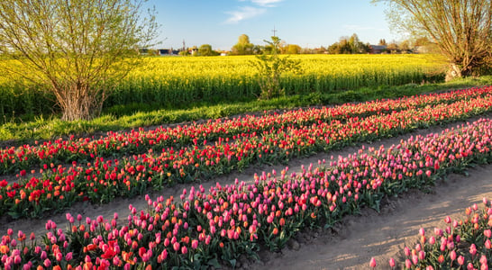 National Tulip Day