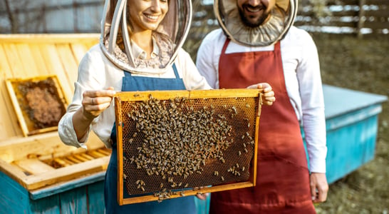 National Urban Beekeeping Day