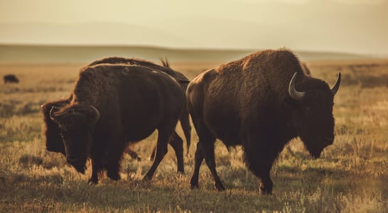 National Bison Day