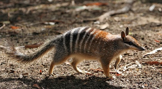 World Numbat Day