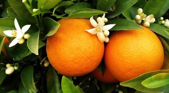 National Orange Blossom Day