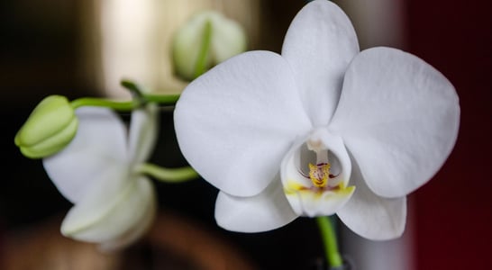 National Orchid Day