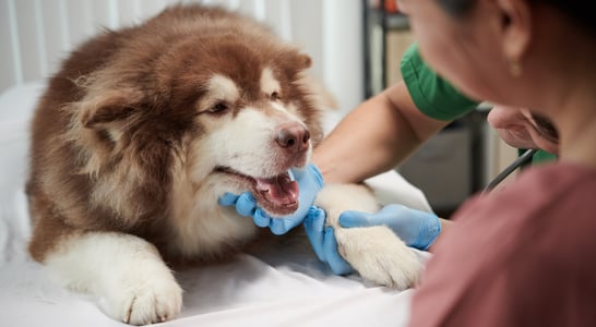 Pet Dental Health Month