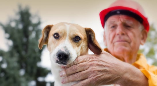 National Pet Fire Safety Day