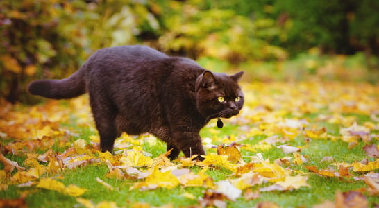 National Pet Obesity Awareness Day