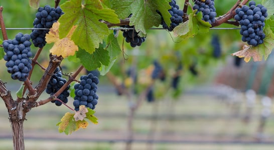 National Pinot Noir Day