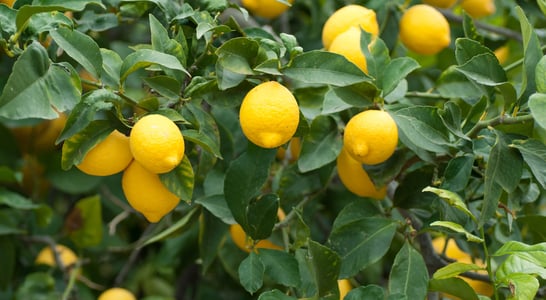 Plant a Lemon Tree Day