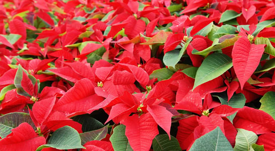 National Poinsettia Day