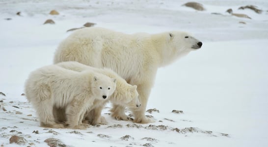 International Polar Bear Day