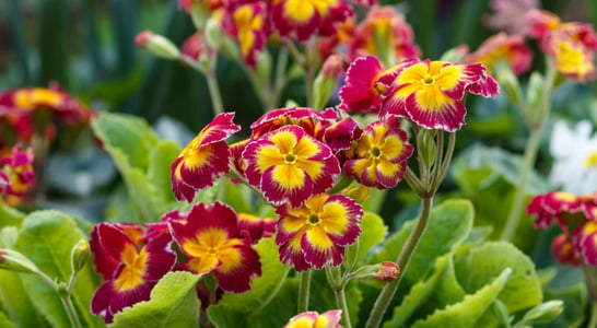 National Primrose Day