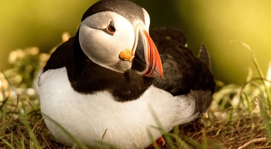 Puffin Day