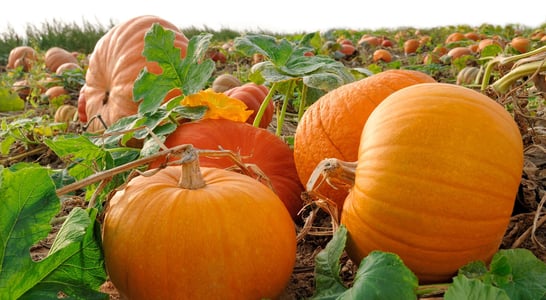 National Pumpkin Day