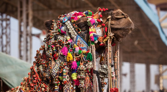 Pushkar Camel Fair